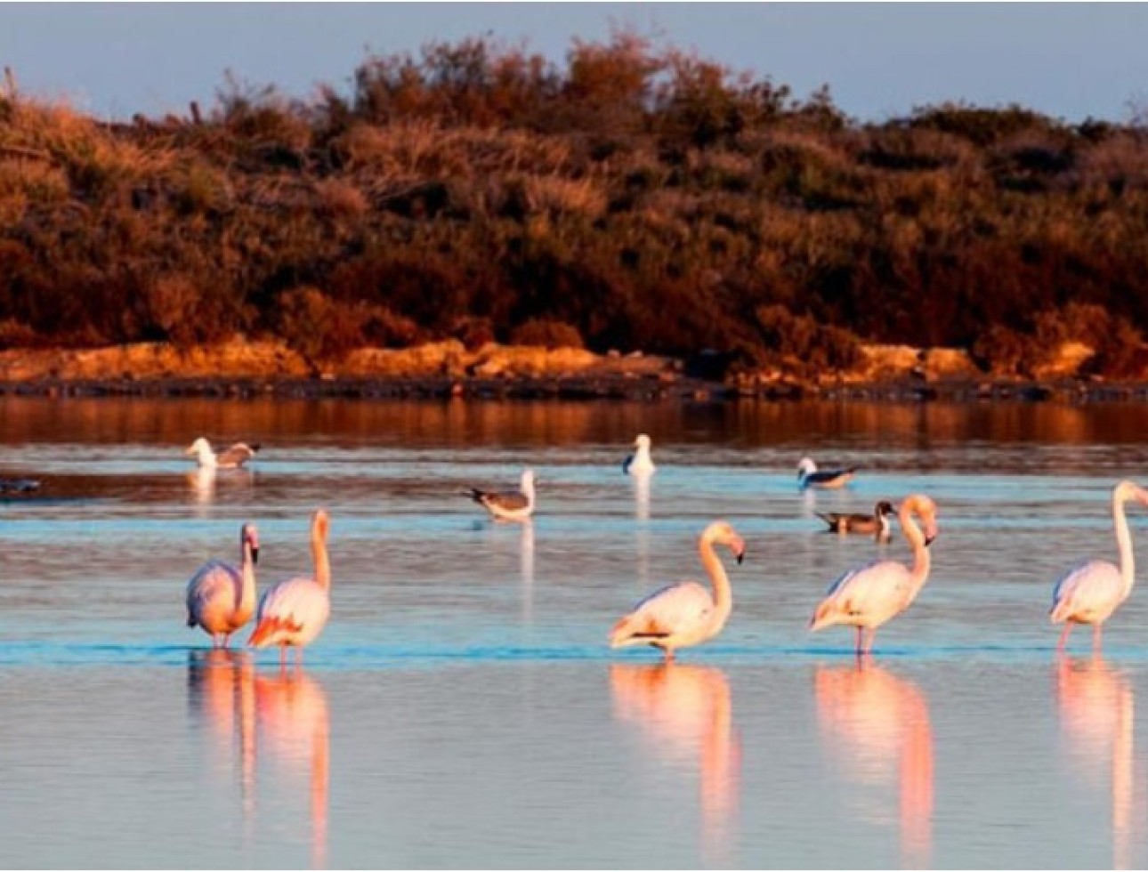 Nouvelle construction - Maison individuelle - San Pedro del Pinatar