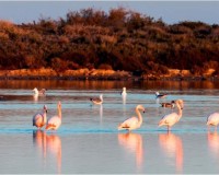 Nouvelle construction - Maison individuelle - San Pedro del Pinatar