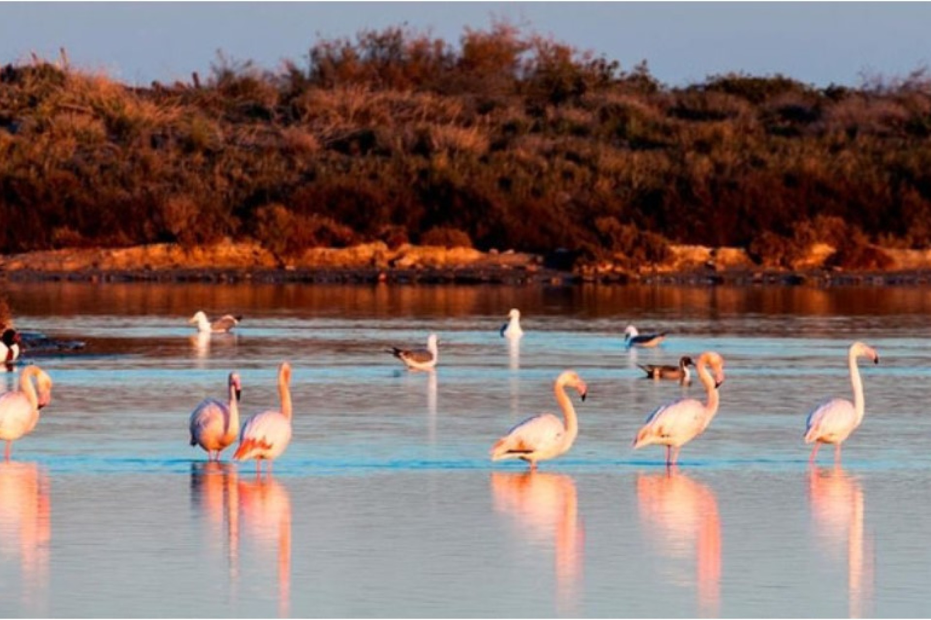 Nouvelle construction - Maison individuelle - San Pedro del Pinatar