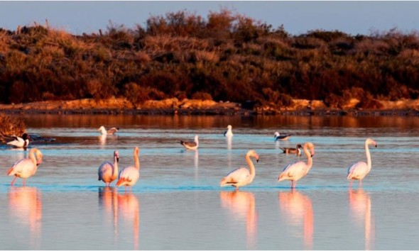 Nouvelle construction - Maison individuelle - San Pedro del Pinatar