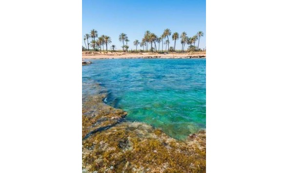 Obra nueva - Ático - Torrevieja